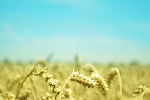 Wheat Fields