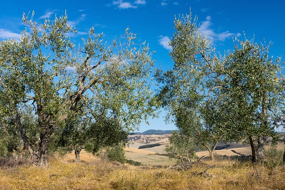 Olive tree