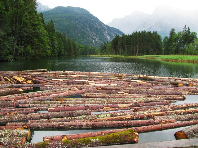 Transforming lives through Agroforestry 