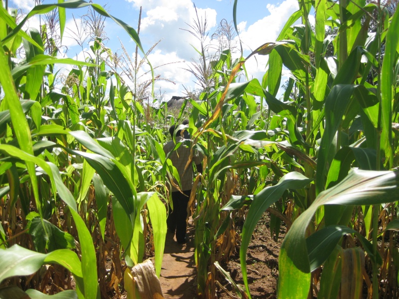 Zambia agriculture