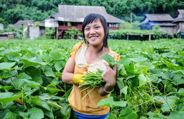 Young people like Nga Ha bundle chayote for money to buy school books in Tan Lac District, Vietnam. Georgina Smith/CIAT