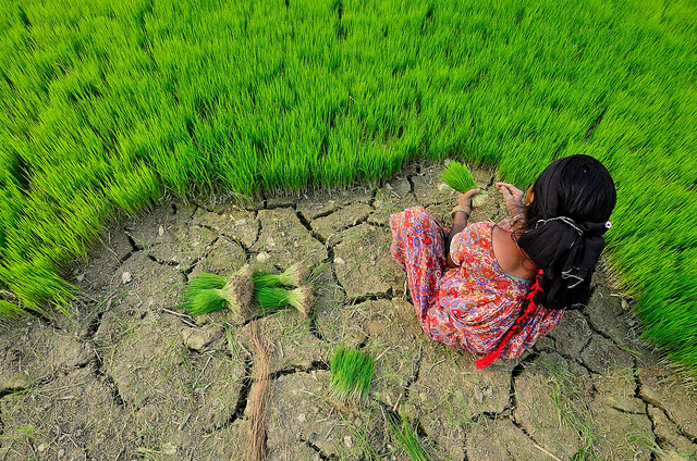 Youth in the field