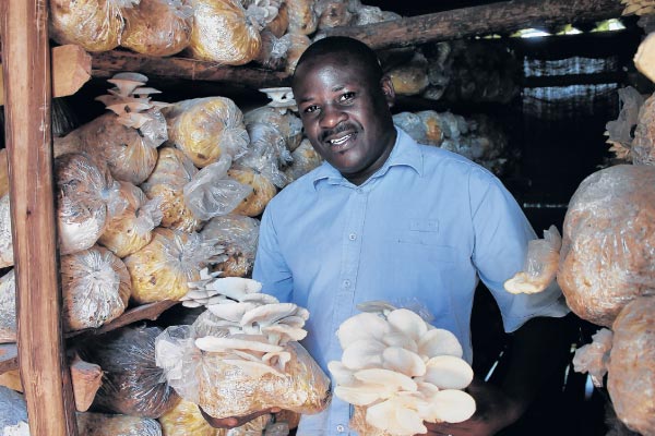 A picture of a mushroom farmer in a mushroom house