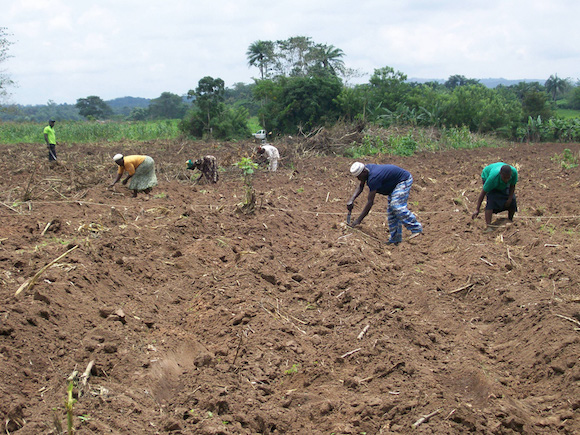 Field technicians planting cassava