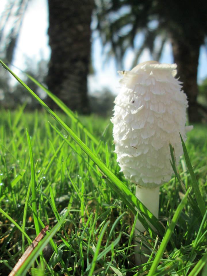  White-Fluffy Way of Decomposition, by Eren Taskin. The picture was taken in November 2012 in Bari, Italy. Sometimes soil represents just a cycle of life under our feet and in the picture above it's a fungus that will soon decompose many things around it.