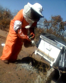 The Business of Bee Keeping in Botswana