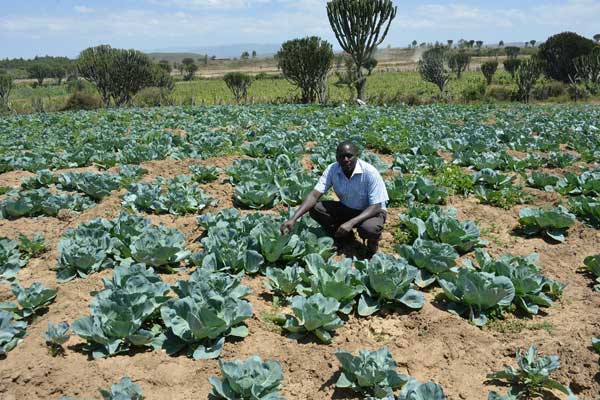 Picture: Cabbage farming in Kenya