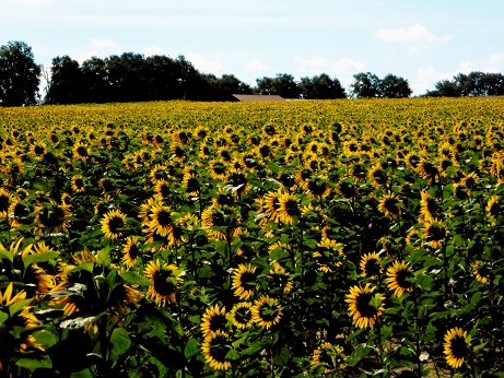 sunflowers