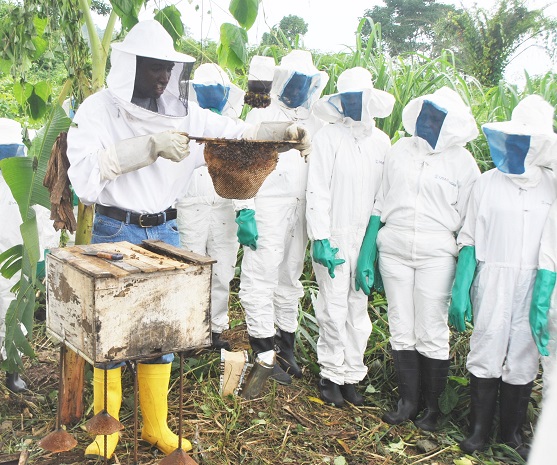 Oluwaseun training women to keep bee in Ondo state, Nigeria for USAID Nigeria. 