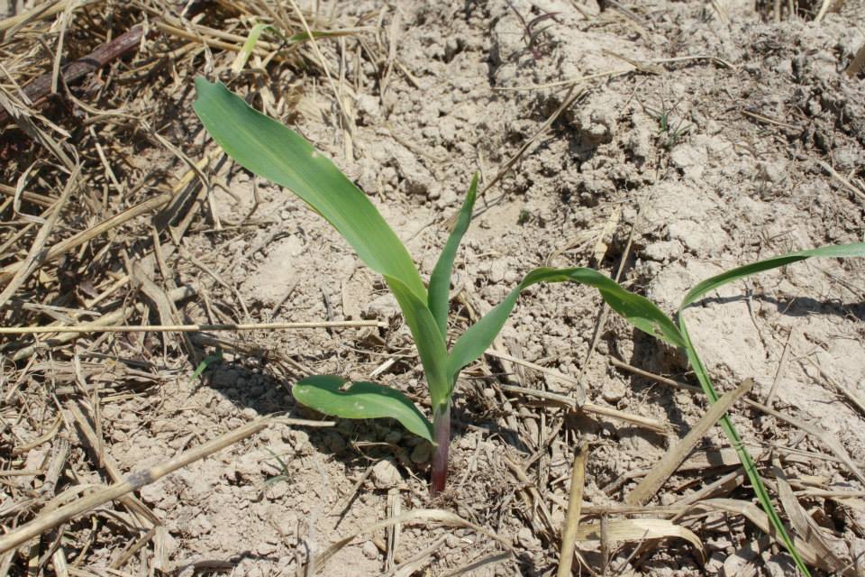 Emerging seedling of Corn at Freeman farm, Missouri, by Dinesh Panday. 