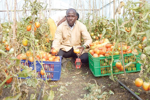 Picture of a farmer and his tomato crops