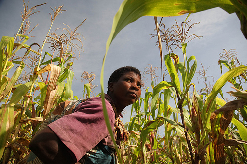 A Malawian woman works in her maize field. We need to close the gender gap in agriculture to boost Africas agricultural productivity (photo credit: ILRI/Stevie Mann).