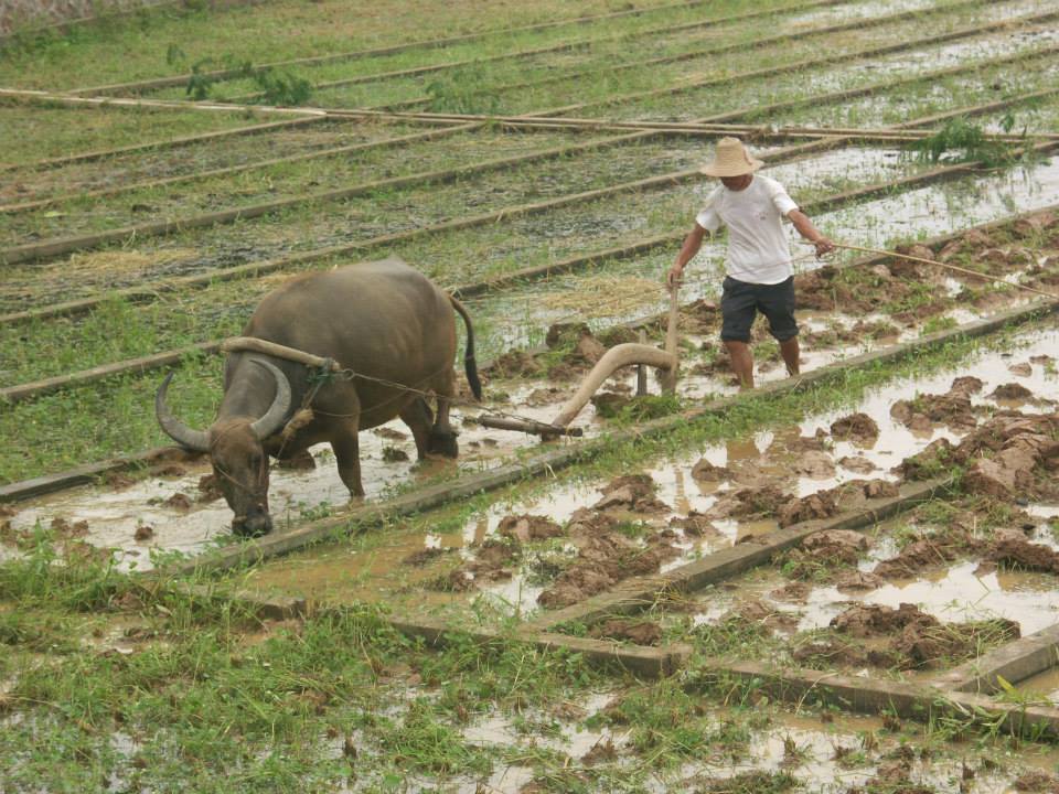 Tillage 1, by Longkai Yue. The picture was taken in August 2011 in Qiyang County, China. The picture above shows Chinese rice cultivation in a traditional way.