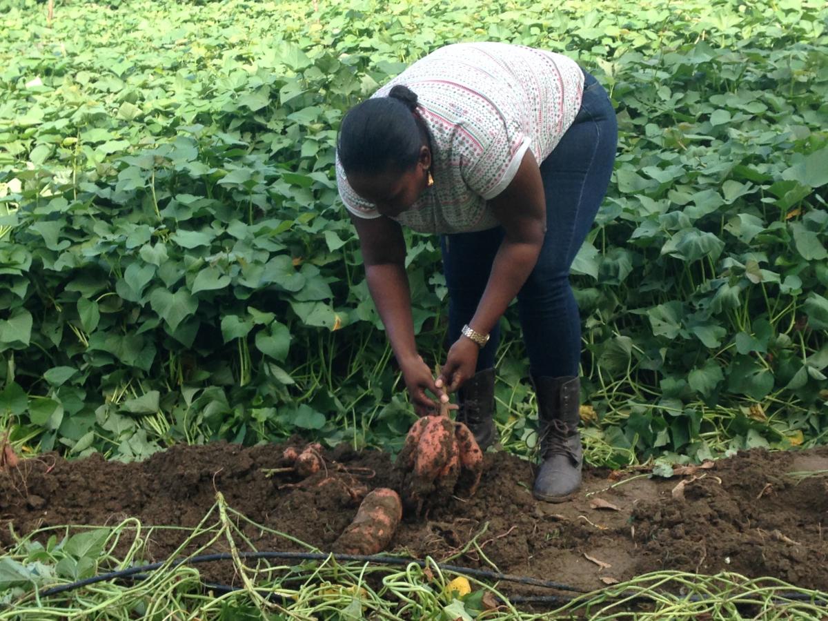 Latoya, Value Chain Manager (with management responsibility for an Agriculture Food Park) to the Ministry of Agriculture and Fisheries, Jamaica Agricultural Competitiveness Programme in Kingston, Jamaica