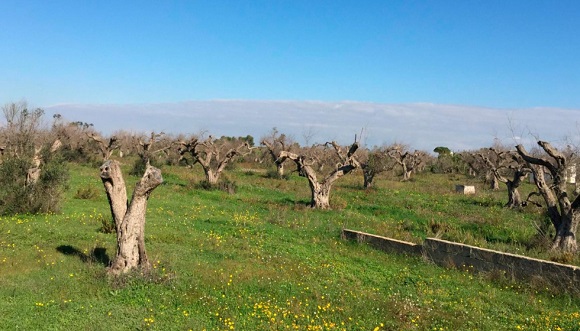 Lecce, Apulia (Italy). Place of the first outbreak. Devastated area of olive trees