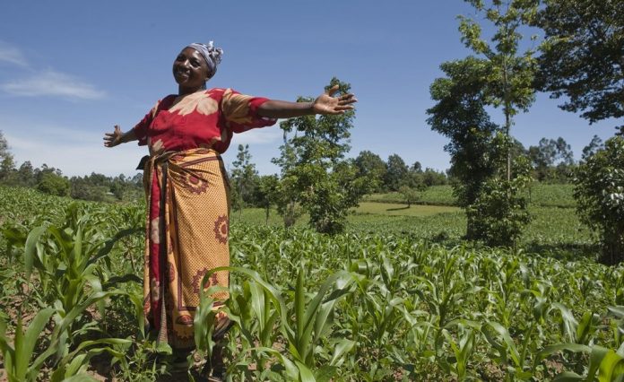 pictures: maize farmers