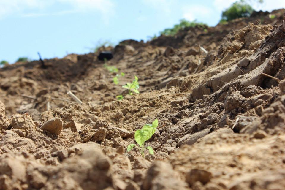 Picture 1, by Luke Smith. The picture was taken on October the 16th, 2014  World Food Day. The photo above depicts the use of vermiculture in the enhancement and creation of fertile soils.