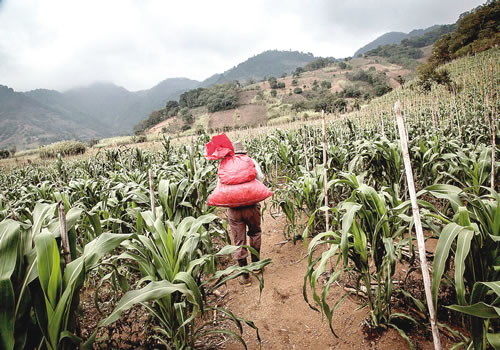 Why Nigeria needs more youths in agribusiness