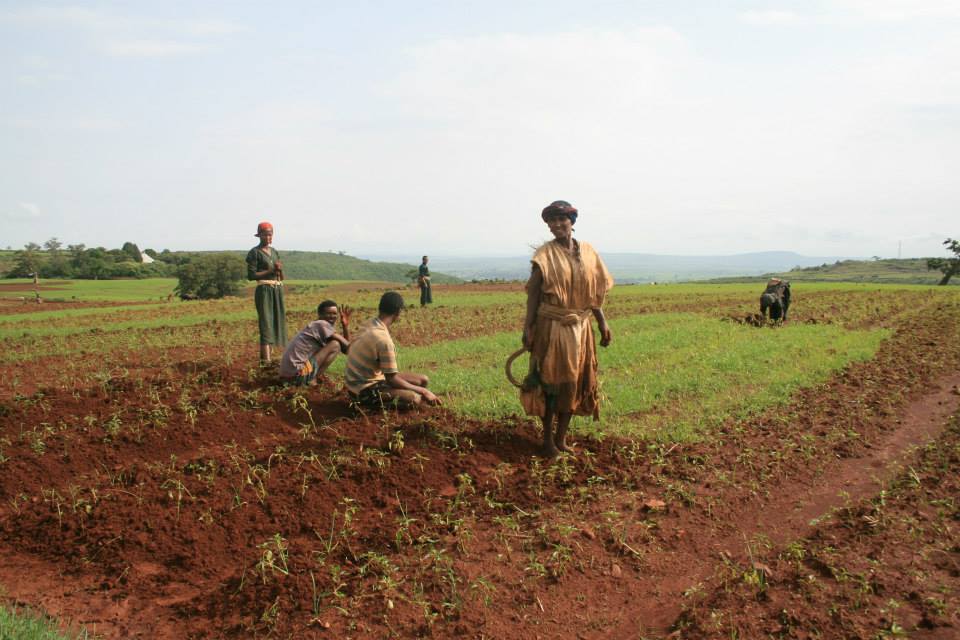 Green peppers and bed planting in Northern Ethiopia, by Elise Monsieurs