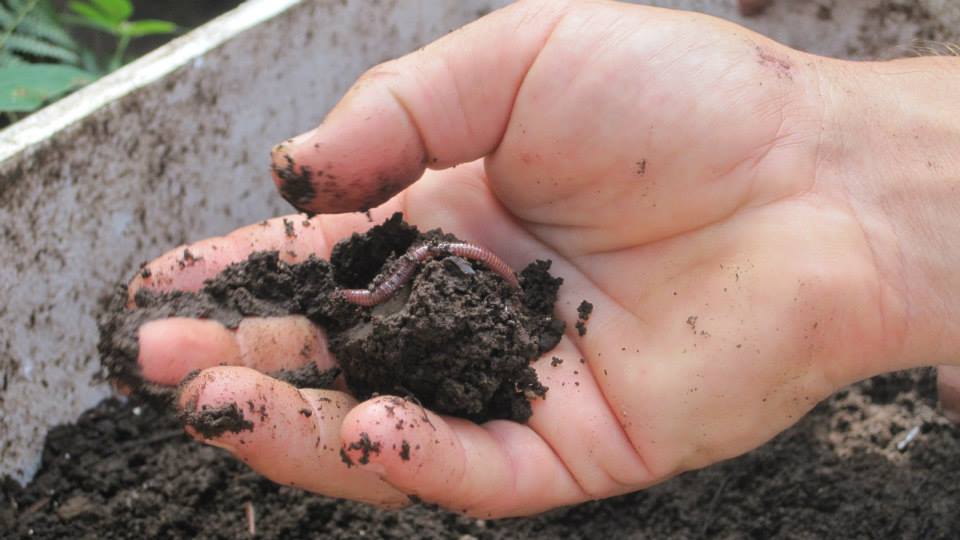 Soil through Youths hand, by Luca Piccin. 