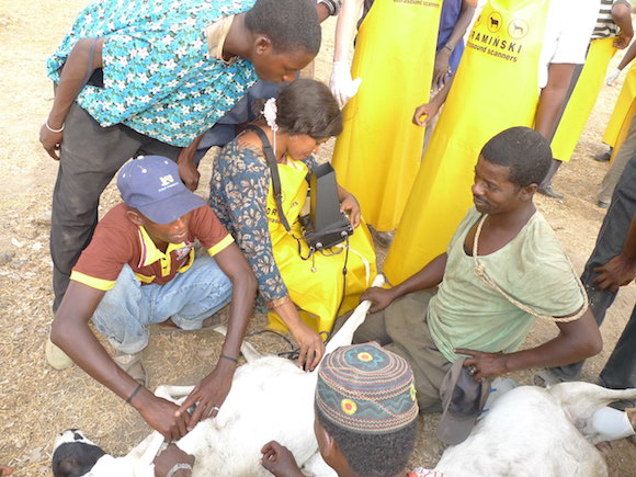 Inseminating a goat