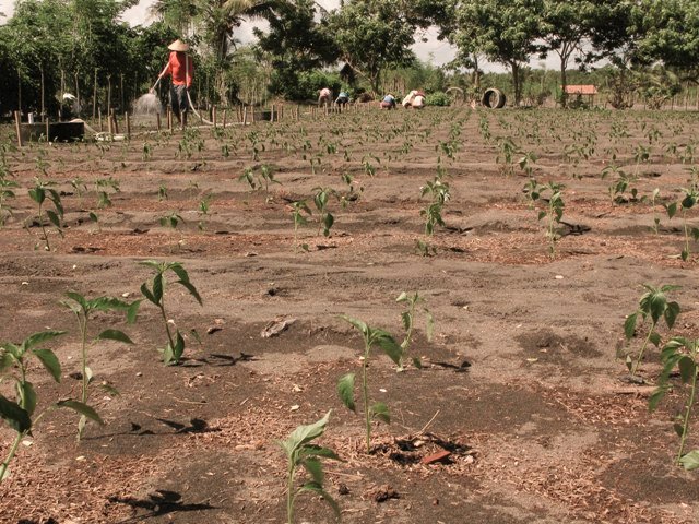 Nadya Karimasari: Why Indonesias Farmers Are Getting Younger