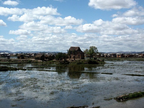 Rice crops 