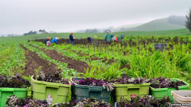 A CropMobster gleaning, collecting leftover crops from farmers' fields to avoid food waste. (Photo by Gary Cedar)