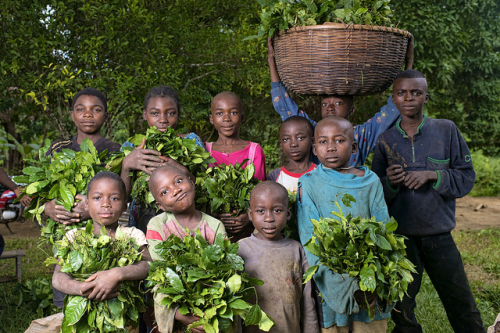 Youths display their gnetum harvest in central Cameroon. A recent study of community forest management committees in Cameroon found only one person under 30 years of age among their members. Ollivier Girard/CIFOR photo