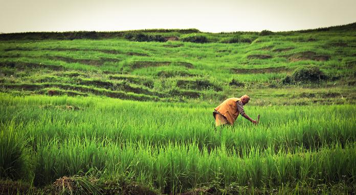 Agriculture in Nepal