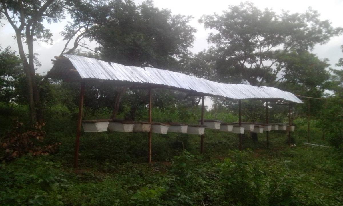 My first apiary had a capacity to carry 33 hives