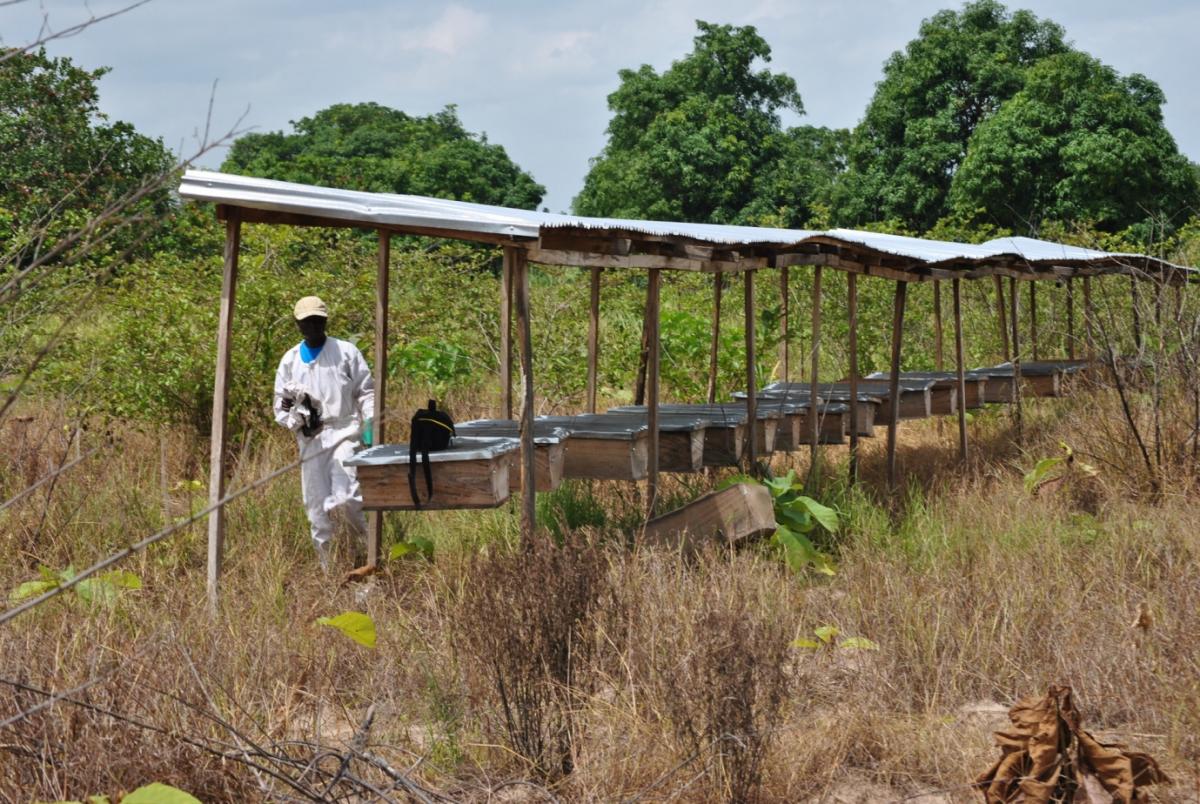 60 hive capacity apiary