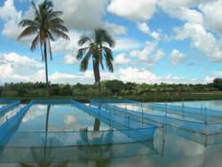 Aquaculture in Domasi ( Zomba, Malawi)