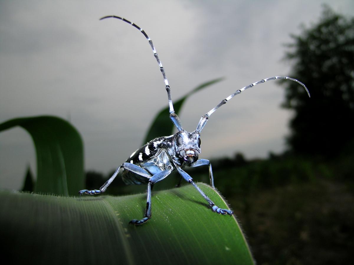 IPPC Photo Contest: Pests without Borders!