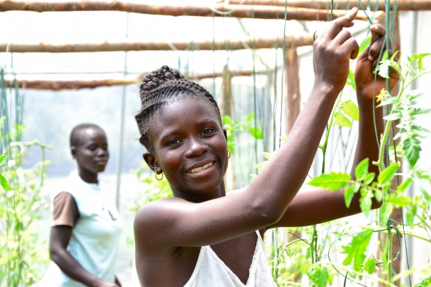 CCAFS East Africa is collaborating with a youth group in Nyando, Western Kenya, teaching them climate-smart practices that might help uplift the whole community. In the photo: picking tomatoes from the group's greenhouse. Photo: C. Schubert 