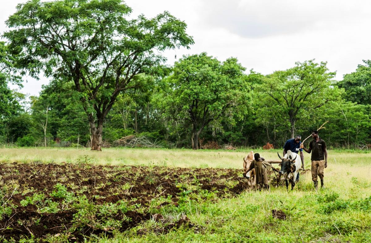 Reintegration of ex-combatants through agriculture in Côte dIvoire: PROPACOM project