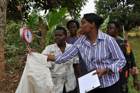 Dr. Sarah Mubiru, a Senior Agricultural Advisor with SNV, the Netherlands Development Organization, won first prize in the 2010 African Women in Science competition for her work in developing a computer-based dairy feeding decision support tool (ENDIISA) in Luganda and English. Here, Dr. Mubiru teaches Ugandan farmers to collect data on fodder production. Photo: K. Homer (AWARD)