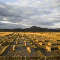 Finding farmland: New maps offer a clearer view of global agriculture