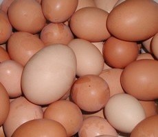 eggs