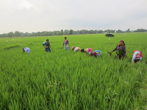 Nepalese fiels