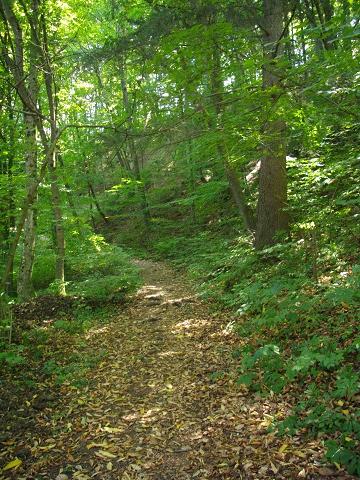 in Forest as in Life - You'll always find your way through...