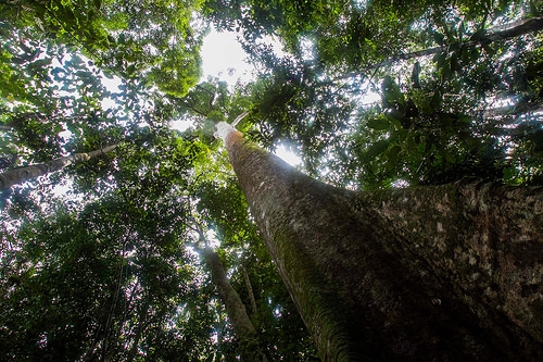 raise up - Trees in the forest near Lubuk Beringin village, Bungo district, Jambi province, Indonesia.  Photo by Tri Saputro for Center for International Forestry Research (CIFOR).