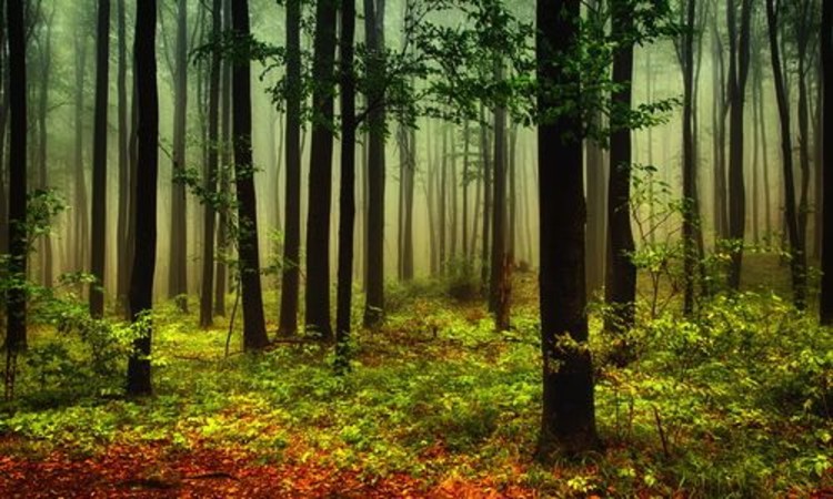 Young foresters are helping establish and manage urban landscapes for food, such as the food forest in Seattle, Washington. 