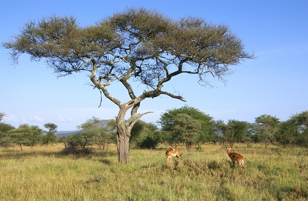 Eva Schuster, gazelles at Serengeti park in Tansania in the evening