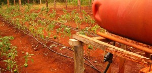 Drip Irrigation