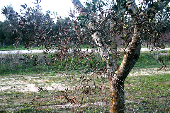 italian infected olive tree