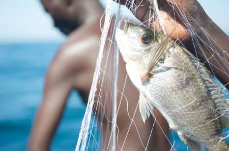 Chambo, freshly caught in Lake Malawi