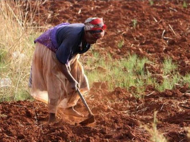 A picture of a farmer weeding with a hoe