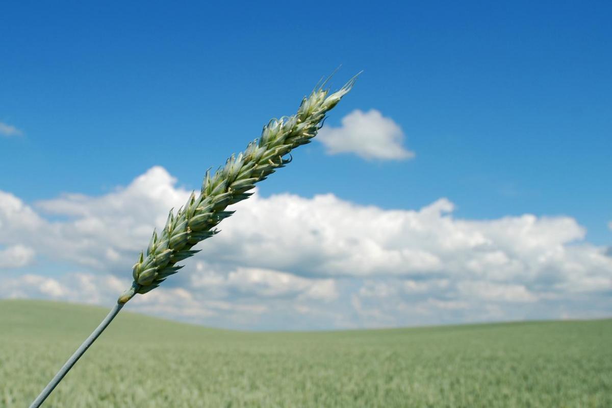 one wheat - positive thinking