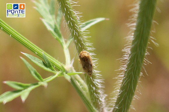 Vector: flying insect feeding on the plant's xylem